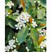 Аронія чорноплідна Хугін ( Aronia melanocarpa Hugin )