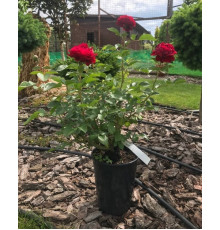 Троянда Бордо ( Rosa Bordeaux )