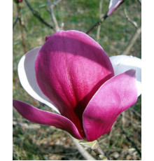 Магнолія Пікардс Рубі ( Magnolia Pickard Ruby )