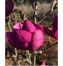 Магнолія Роял Пьорпл ( Magnolia Royal Purple )