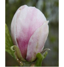 Магнолія Суланжа Пікче ( Magnolia soulangeana Picture )