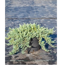 Ялівець горизонтальний Блю Чіп ( Juniperus horizontalis Blue Chip )