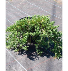 Ялівець горизонтальний Бар Харбор ( Juniperus horizontalis Bar Harbor )