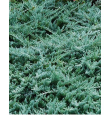 Ялівець горизонтальний Вілтоні ( Juniperus horizontalis Wiltonii )