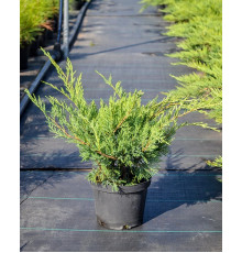 Ялівець віргінський Хетц ( Juniperus virginiana Hetz )