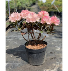 Рододендрон Дримленд ( Rhododendron Dreamland )