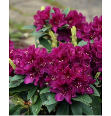 Рододендрон Поларнахт ( Rhododendron Polarnacht )