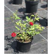 Троянда Мініатюр Ред ( Rosa Miniature Red )