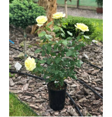 Троянда Морздаг Лимона ( Rosa Morsdag Lemon )
