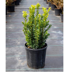 Самшит вічнозелений ( Buxus sempervirens )