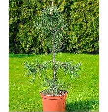 Сосна білокора Ауреспліката ( Pinus leucodermis Aureospicata )