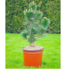 Сосна білокора Дольче Дорме ( Pinus leucodermis Dolce Dorme )