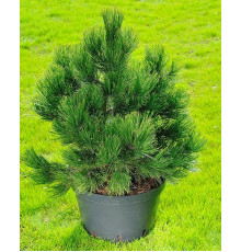 Сосна білокора Малінкі ( Pinus leucodermis Malinki )