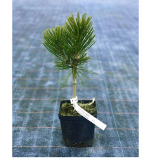 Сосна білокора Малінкі ( Pinus leucodermis Malinki )