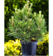 Сосна білокора Нана ( Pinus leucodermis Nana )