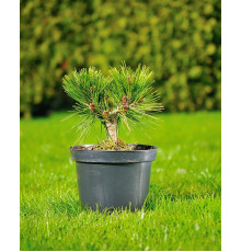 Сосна білокора Шмідта ( Pinus leucodermis Smidtii )