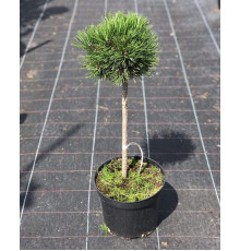 Сосна білокора Шмідта (РА) ( Pinus leucodermis Smidtii )