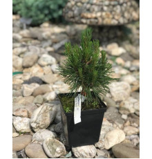 Сосна гірська Варелла ( Pinus mugo Varella )