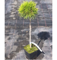 Сосна гірська Варелла (РА) ( Pinus mugo Varella )