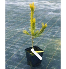 Сосна Веймутова Фастігіата ( Pinus strobus Fastigiata )