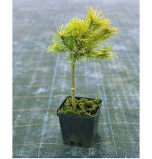 Сосна Веймутова Радиата ( Pinus strobus Radiata )