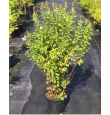 Спірея іволисна ( Spiraea salicifolia )