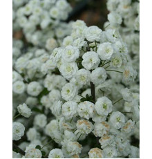 Спірея сливолистна ( Spiraea prunifolia )